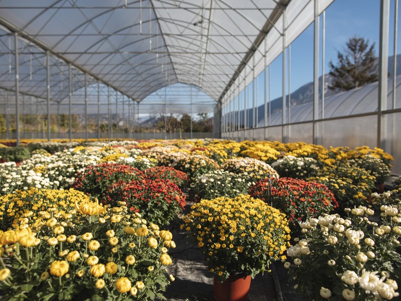 Cretti Egidio | Floricoltura