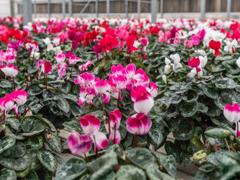 Cretti Egidio | Floricoltura