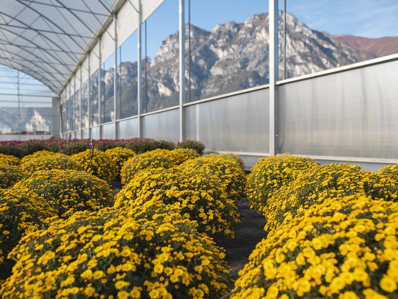 Cretti Egidio | Floricoltura