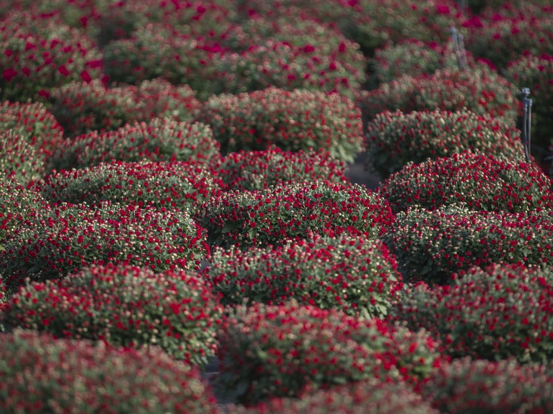 Cretti Egidio | Floricoltura