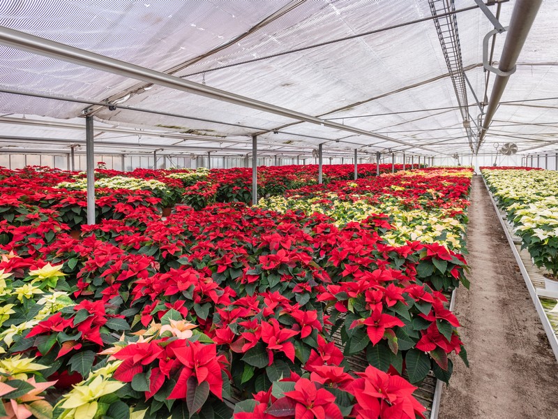 Cretti Egidio | Floricoltura