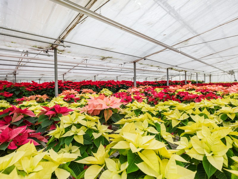 Cretti Egidio | Floricoltura