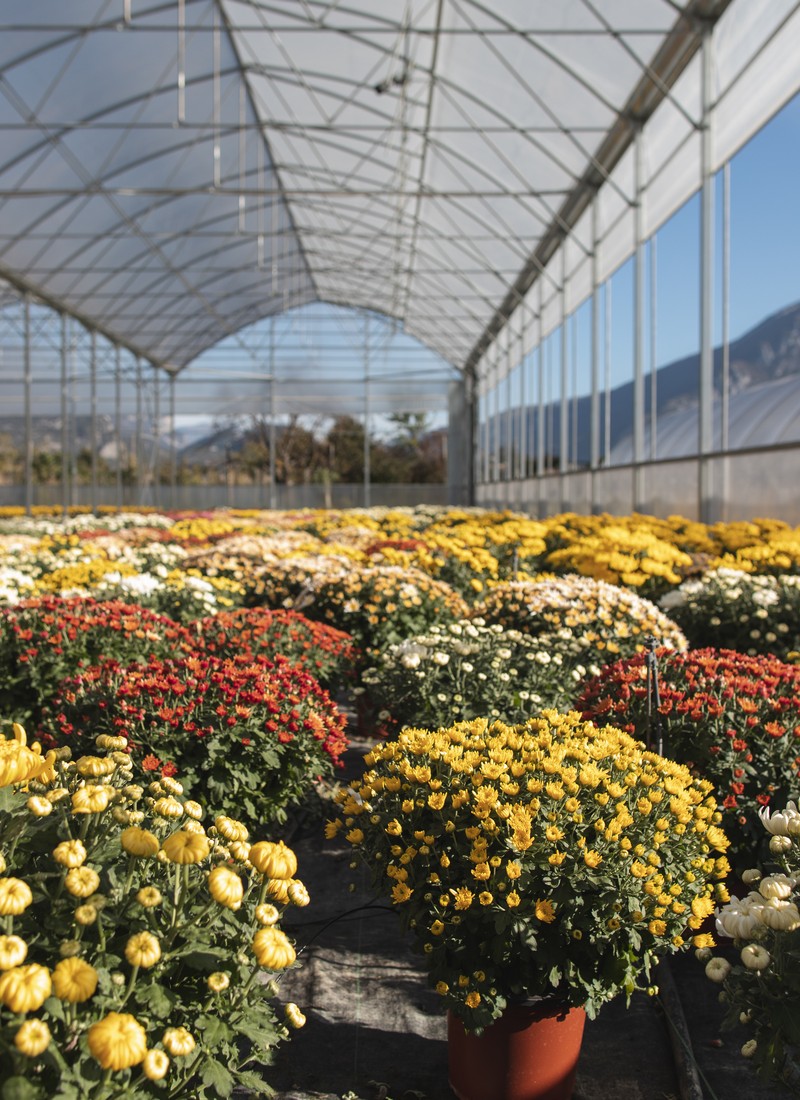 Cretti Egidio | Floricoltura