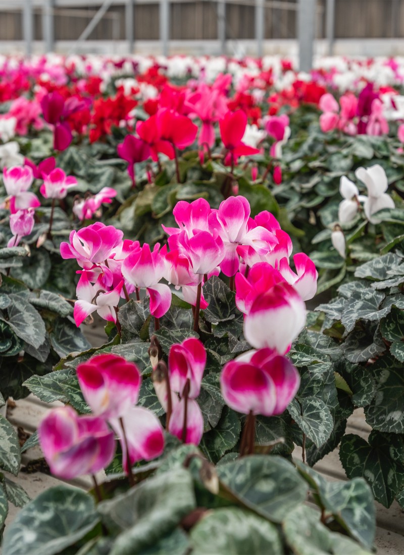 Cretti Egidio | Floricoltura