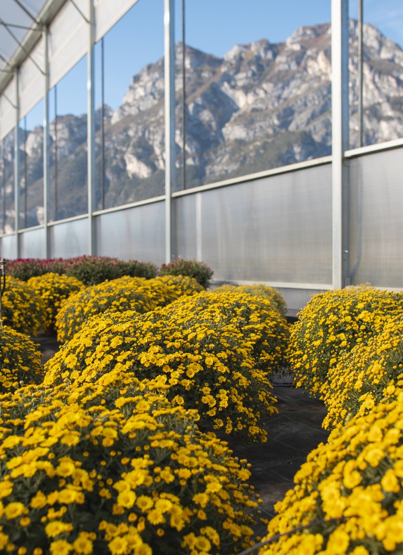 Cretti Egidio | Floricoltura