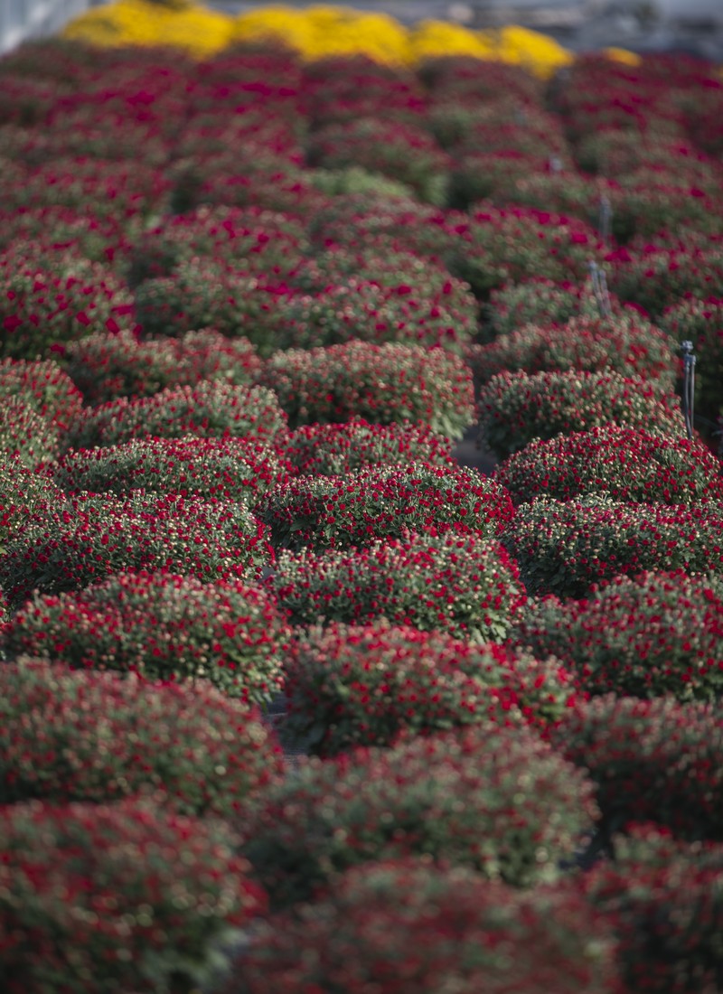 Cretti Egidio | Floricoltura