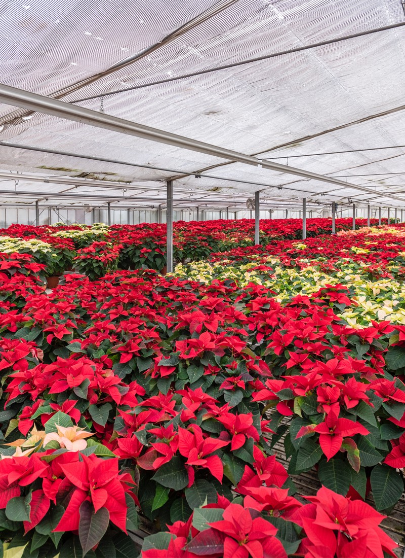 Cretti Egidio | Floricoltura