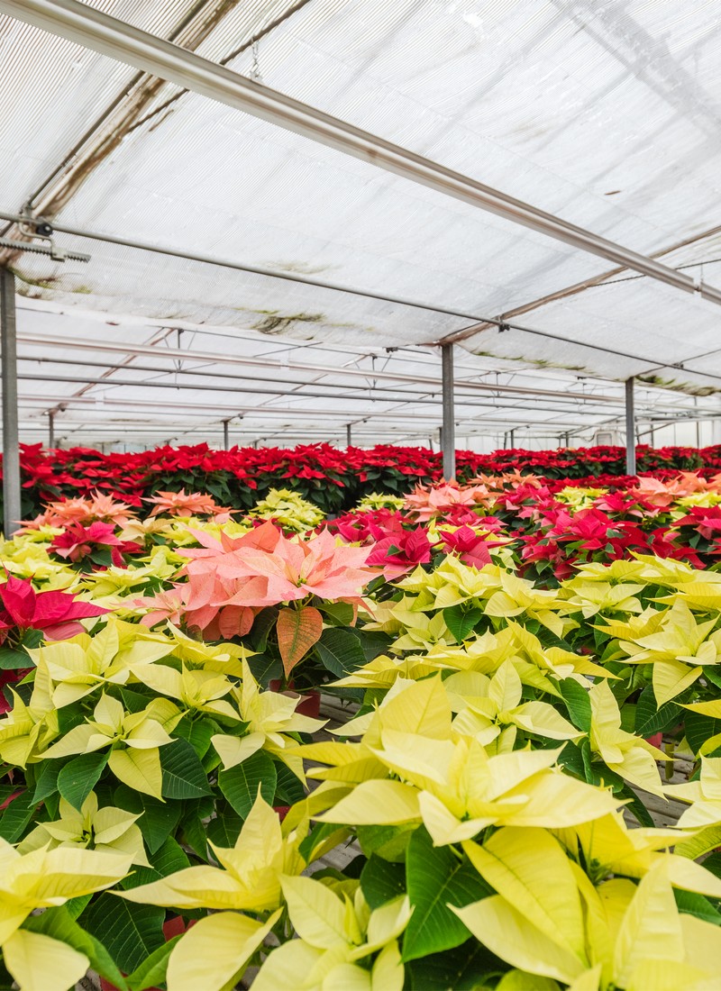 Cretti Egidio | Floricoltura