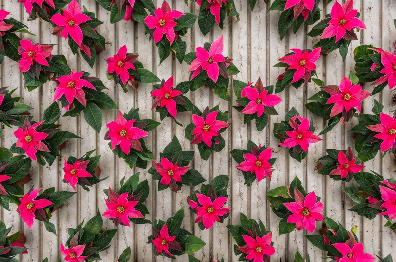 Cretti Egidio | Cretti Garden Center: da oltre 60 anni le serre della famiglia Cretti ospitano piante di ogni genere e stagione.