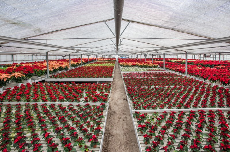 Cretti Egidio | Cretti Garden Center: da oltre 60 anni le serre della famiglia Cretti ospitano piante di ogni genere e stagione.