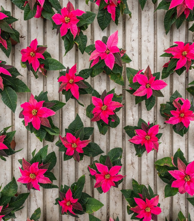 Cretti Egidio | Cretti Garden Center: da oltre 60 anni le serre della famiglia Cretti ospitano piante di ogni genere e stagione.