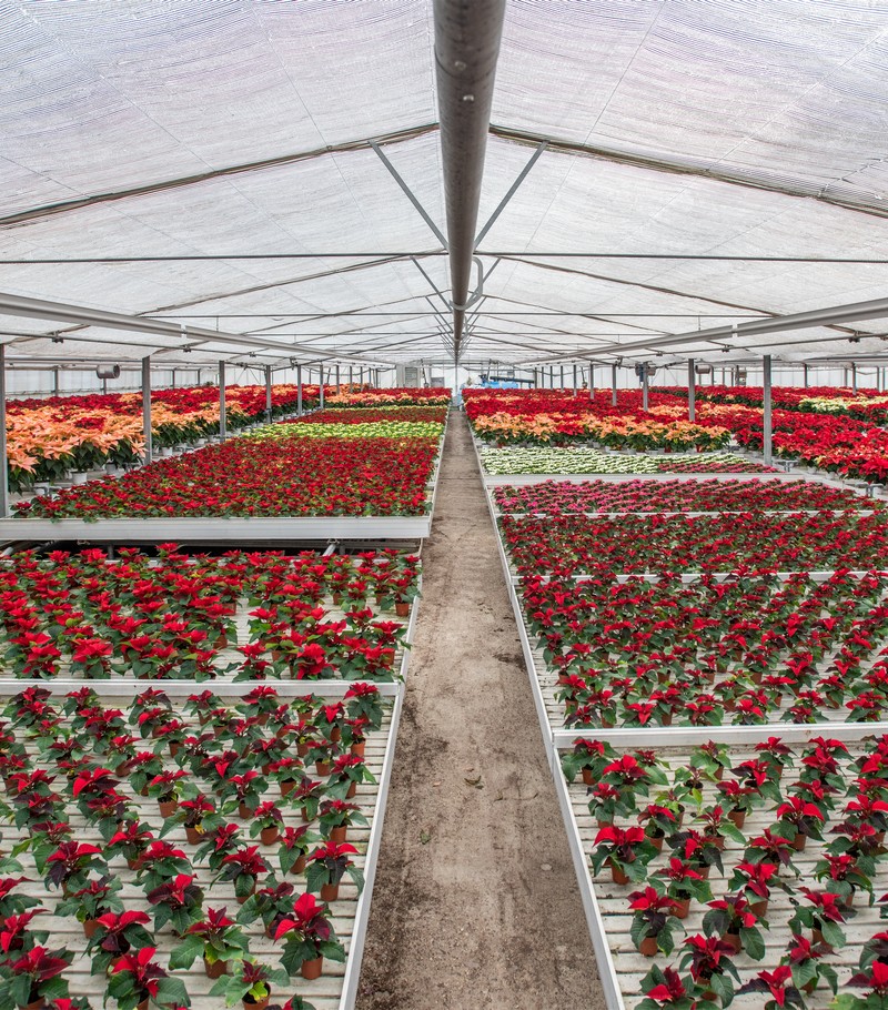 Cretti Egidio | Cretti Garden Center: da oltre 60 anni le serre della famiglia Cretti ospitano piante di ogni genere e stagione.