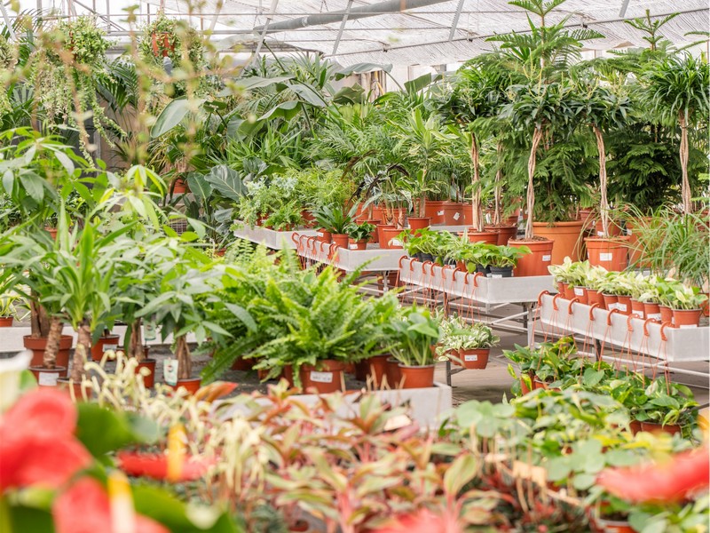 Cretti Egidio | Piante da interno