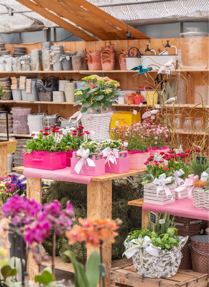 Cretti Egidio | Piante da interno