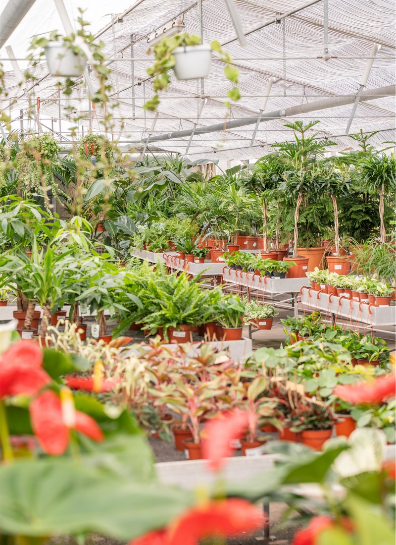 Cretti Egidio | Piante da interno