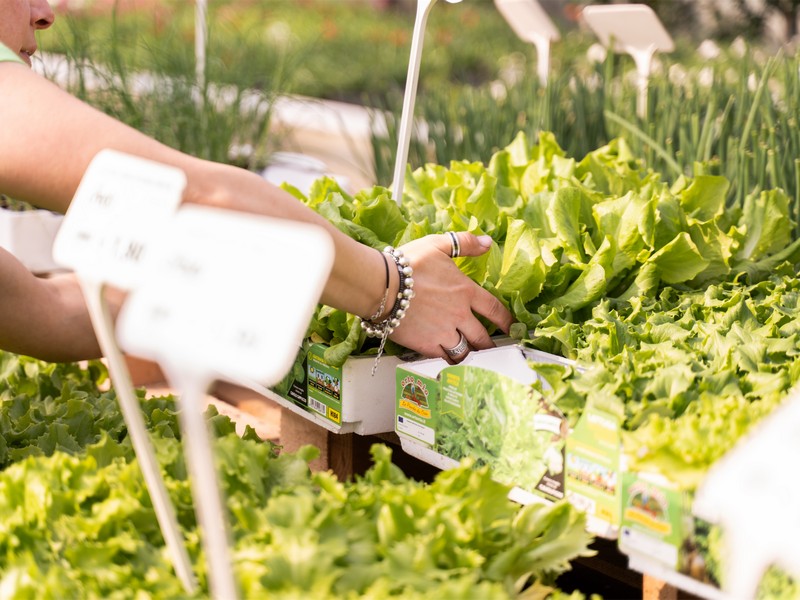 Cretti Egidio | Piante da esterno e vivaio