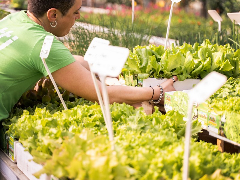Cretti Egidio | Piante da esterno e vivaio