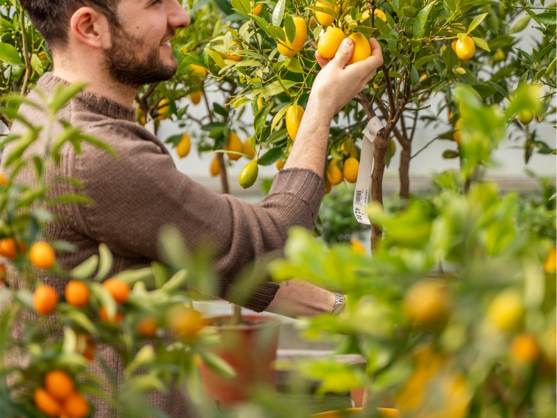 Cretti Egidio | Piante da esterno e vivaio
