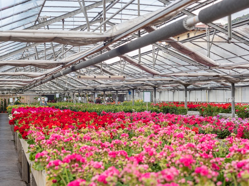 Cretti Egidio | Piante da esterno e vivaio