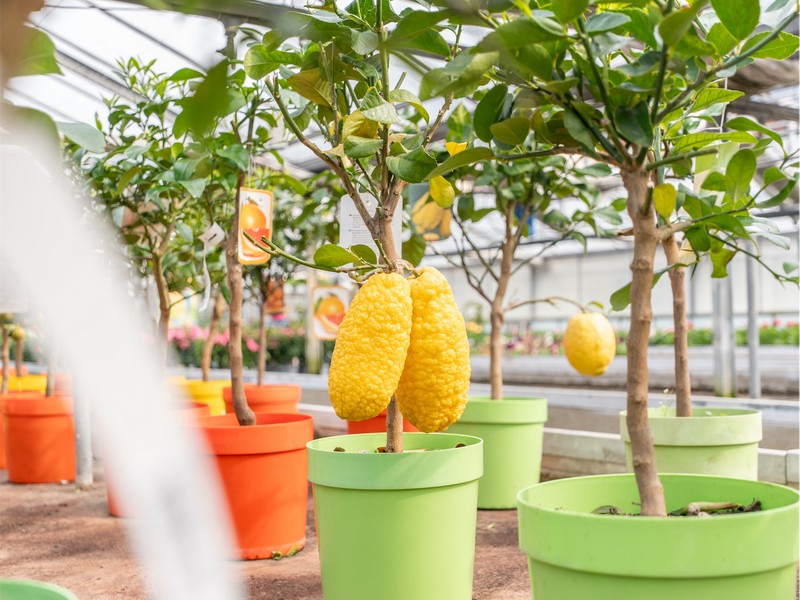 Cretti Egidio | Piante da esterno e vivaio