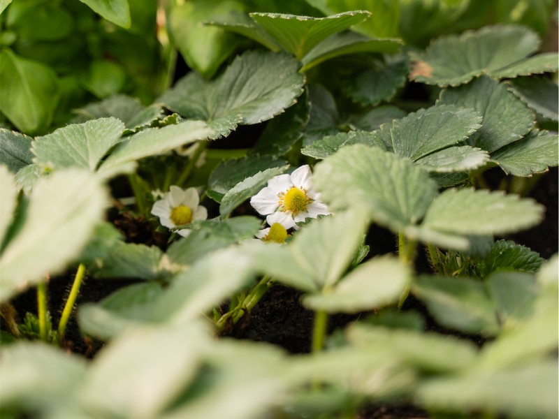 Cretti Egidio | Piante da esterno e vivaio