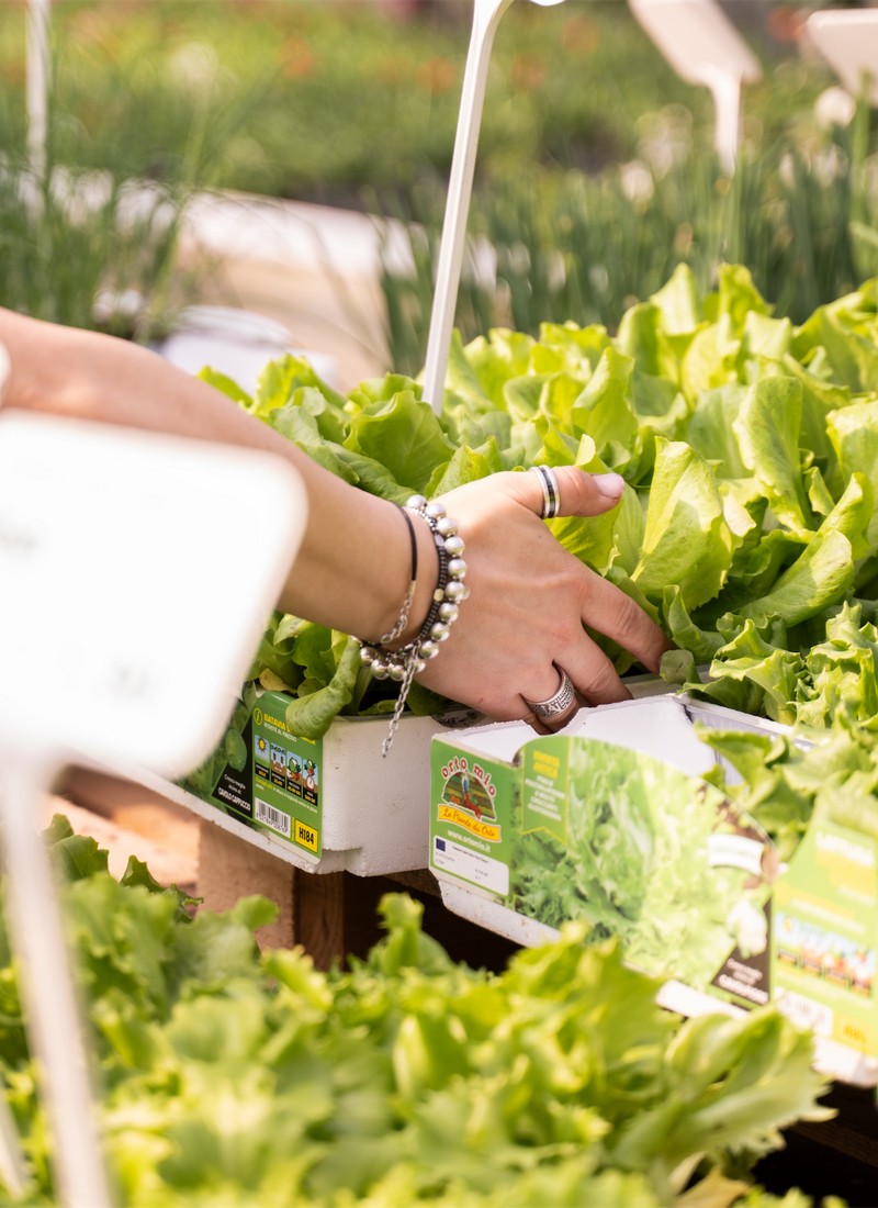 Cretti Egidio | Piante da esterno e vivaio