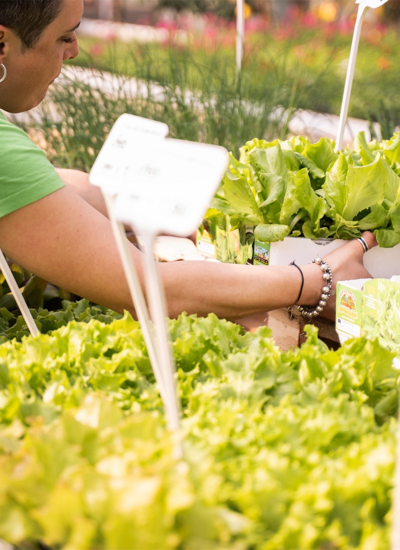 Cretti Egidio | Piante da esterno e vivaio