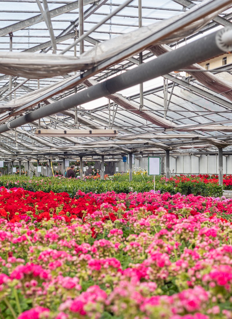 Cretti Egidio | Piante da esterno e vivaio