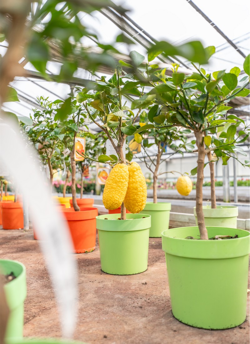 Cretti Egidio | Piante da esterno e vivaio