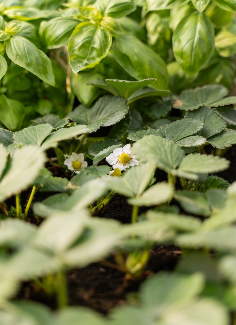 Cretti Egidio | Piante da esterno e vivaio