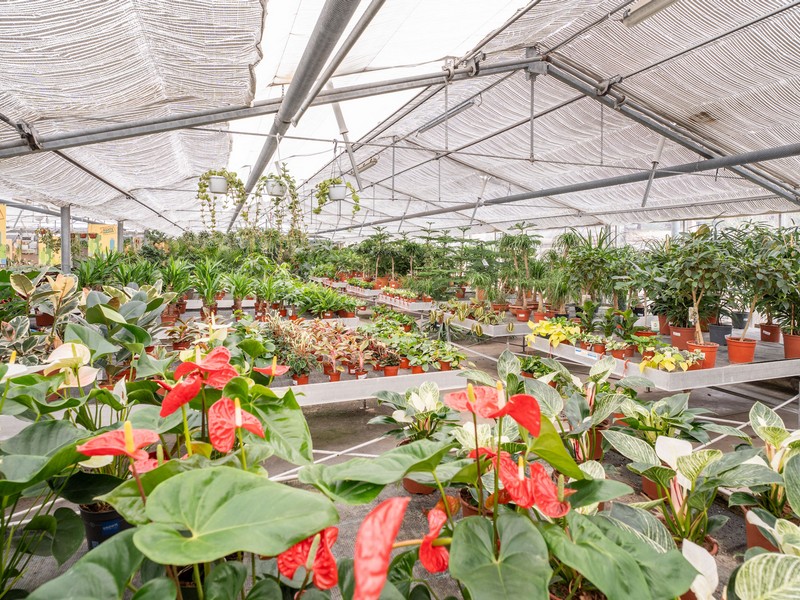 Cretti Garden Center: da oltre 60 anni le serre della famiglia Cretti ospitano piante di ogni genere e stagione. Cretti Egidio | Piante da interno