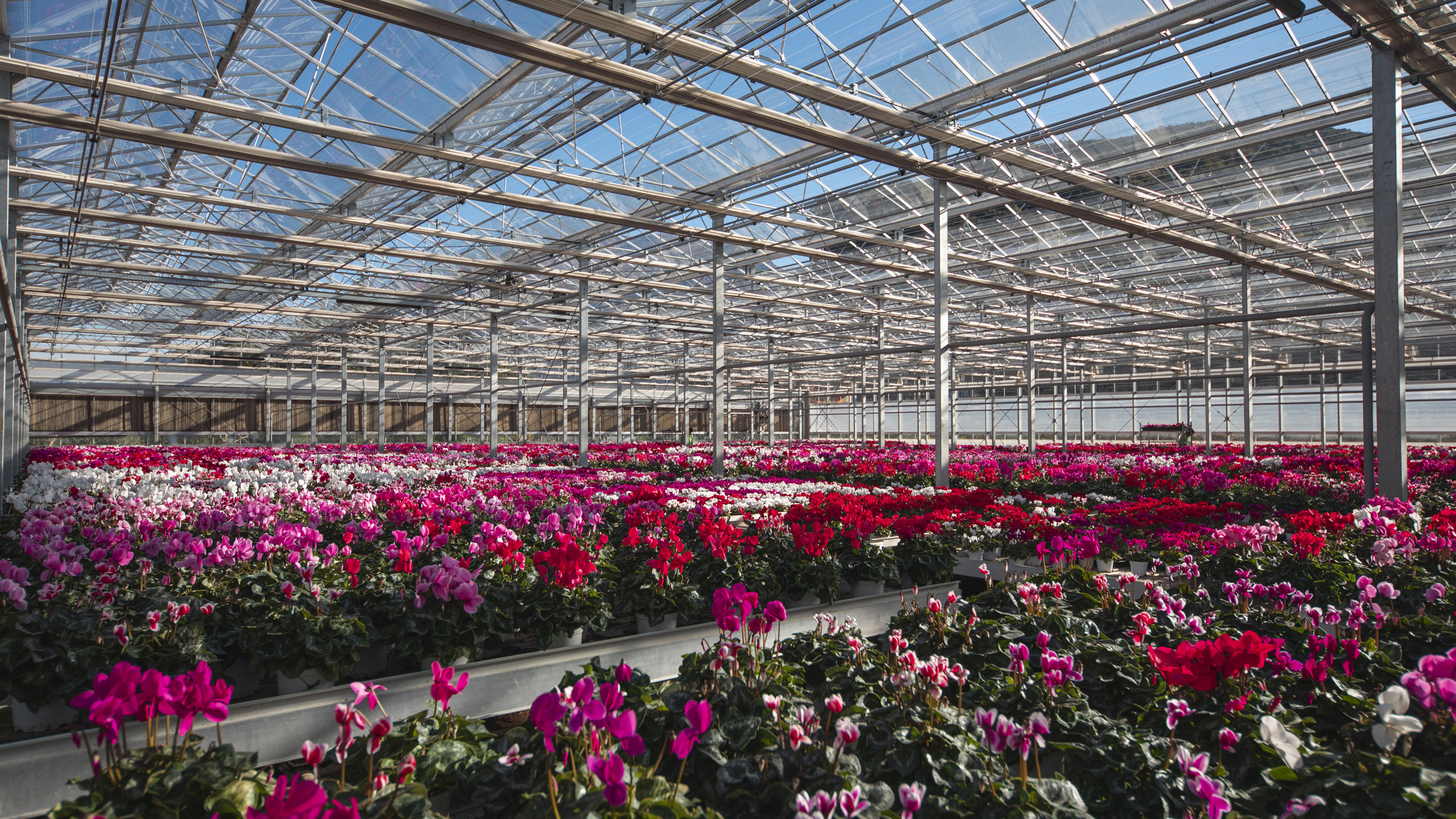 Cretti Garden Center: da oltre 60 anni le serre della famiglia Cretti ospitano piante di ogni genere e stagione. Cretti Egidio | Piante da esterno e vivaio