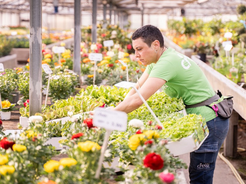Cretti Garden Center: da oltre 60 anni le serre della famiglia Cretti ospitano piante di ogni genere e stagione. Cretti Egidio | Piante da esterno e vivaio